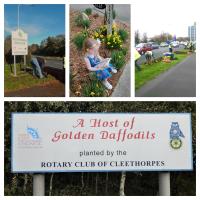 Daffodils in Cleethorpes